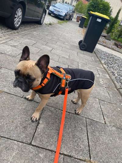 Französische Bulldoggen-Beitrag-Bild