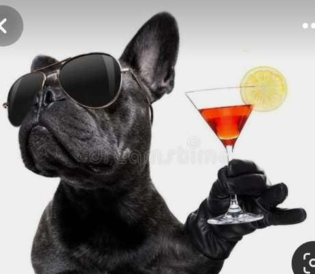 Französische Bulldoggen-Beitrag-Bild