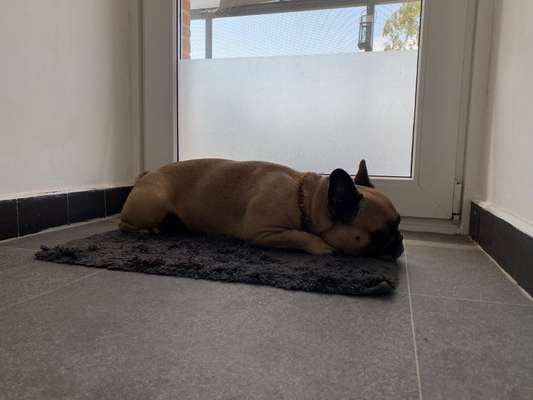 Französische Bulldoggen-Beitrag-Bild