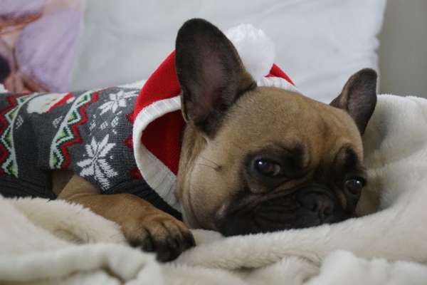 Französische Bulldoggen-Beitrag-Bild