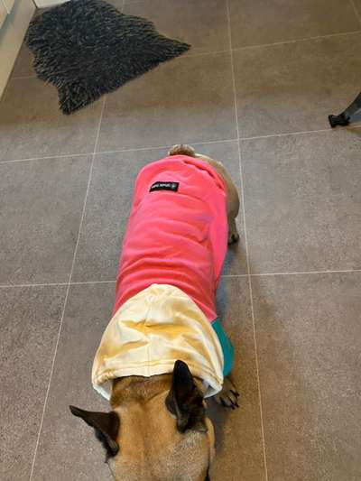 Französische Bulldoggen-Beitrag-Bild