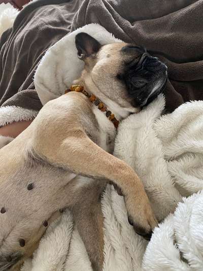 Französische Bulldoggen-Beitrag-Bild