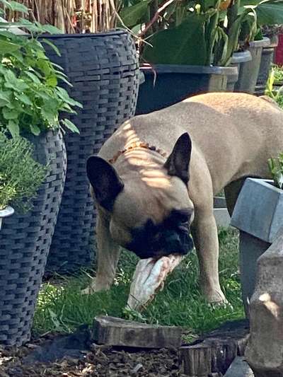 Französische Bulldoggen-Beitrag-Bild