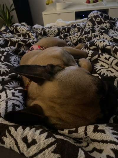 Französische Bulldoggen-Beitrag-Bild