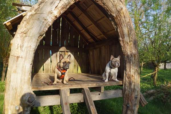 Französische Bulldoggen-Beitrag-Bild