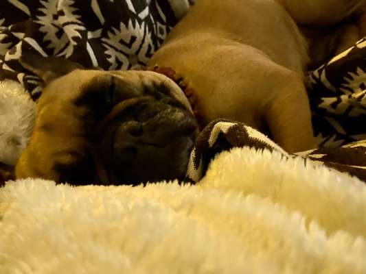 Französische Bulldoggen-Beitrag-Bild