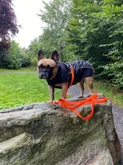 Französische Bulldoggen-Beitrag-Bild