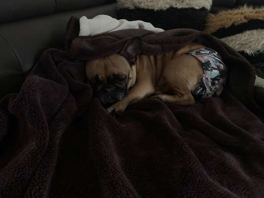 Französische Bulldoggen-Beitrag-Bild