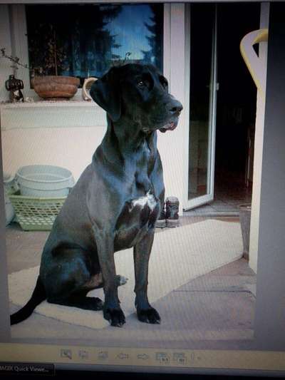 Französische Bulldoggen-Beitrag-Bild