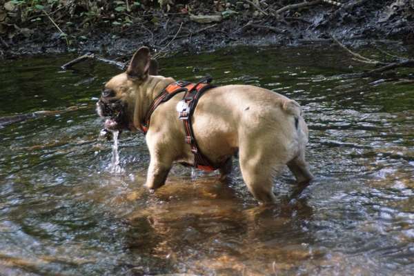 Französische Bulldoggen-Beitrag-Bild