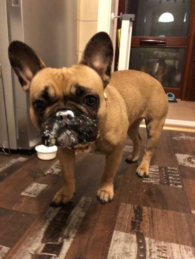 Französische Bulldoggen-Beitrag-Bild