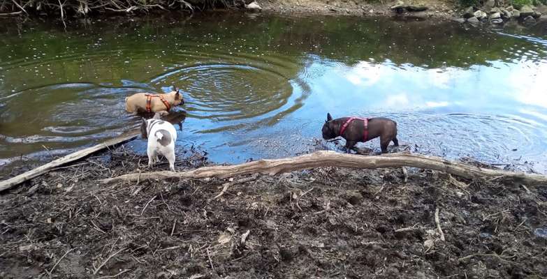 Französische Bulldoggen-Beitrag-Bild