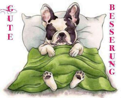 Französische Bulldoggen-Beitrag-Bild