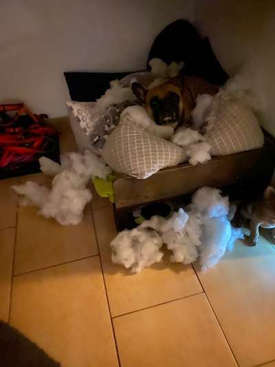 Französische Bulldoggen-Beitrag-Bild