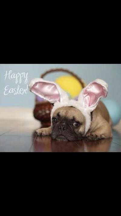 Französische Bulldoggen-Beitrag-Bild