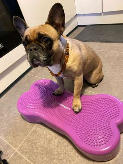 Französische Bulldoggen-Beitrag-Bild