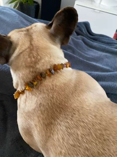 Französische Bulldoggen-Beitrag-Bild