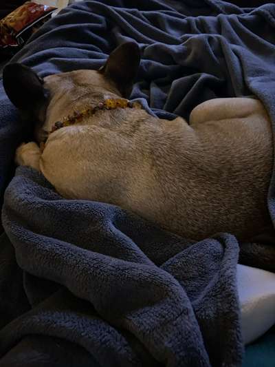 Französische Bulldoggen-Beitrag-Bild