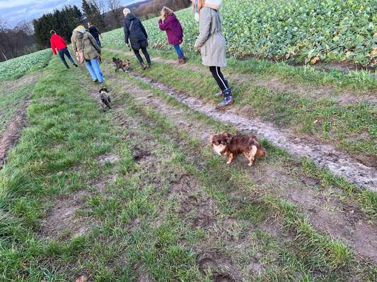 Französische Bulldoggen-Beitrag-Bild