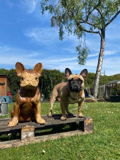 Französische Bulldoggen-Beitrag-Bild