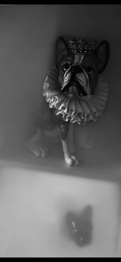 Französische Bulldoggen-Beitrag-Bild