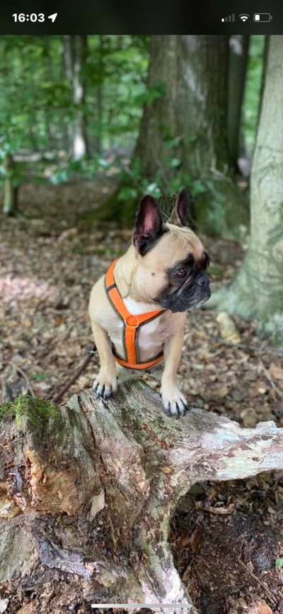 Französische Bulldoggen-Beitrag-Bild