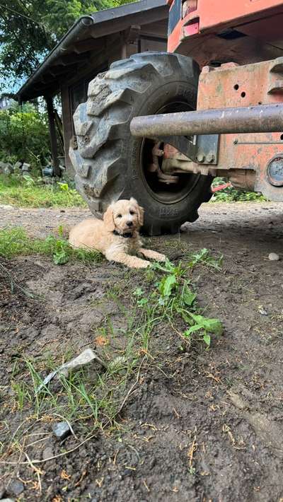 Hundetreffen-Welpentreffen in KW Berghausen-Bild