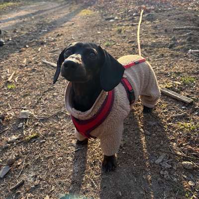 Hundetreffen-Hundefreunde für junge Dackeldame gesucht-Bild