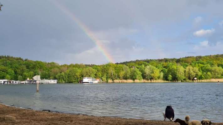 !!!Hundeauslaufgebiet Pichelswerder!!!-Beitrag-Bild