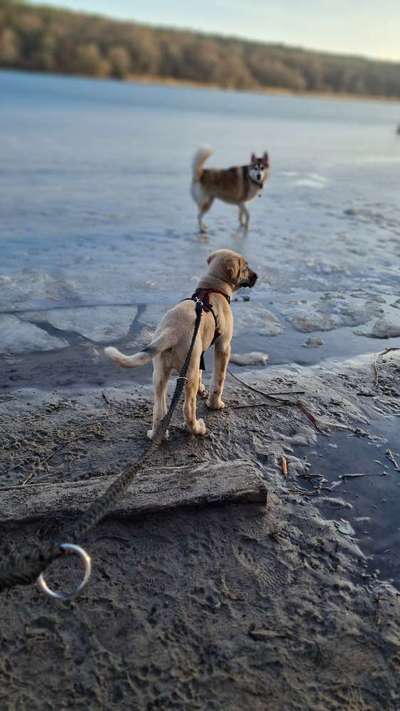 Dogorama-Monats-Challenge-Mai "Wasser"-Beitrag-Bild