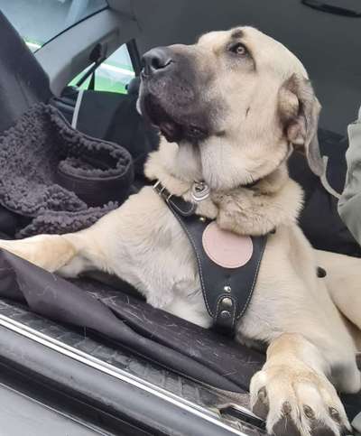 FOTOCHALLENGE 70 - Dein Hund im Auto-Beitrag-Bild