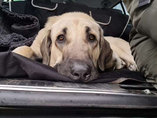 Dogorama Photo Challenge - Hundeblick zum hinschmelzen-Beitrag-Bild