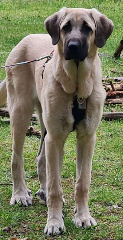 Kangal Fans ! ! ! !-Beitrag-Bild