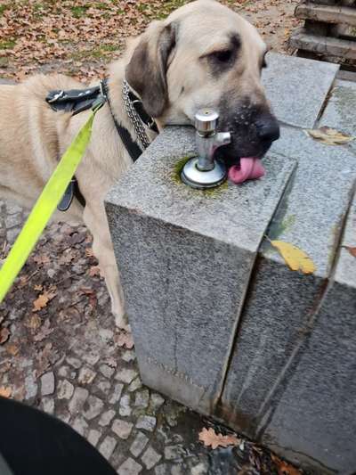 Fotochallenge Nr. 59 - Mein Hund zeigt die Zunge-Beitrag-Bild