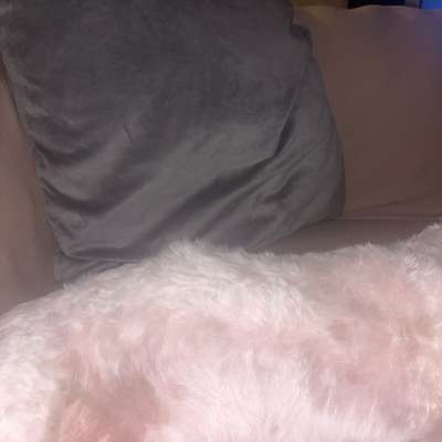 Mein Hund hat eine beulenartige Schwellung-post-image