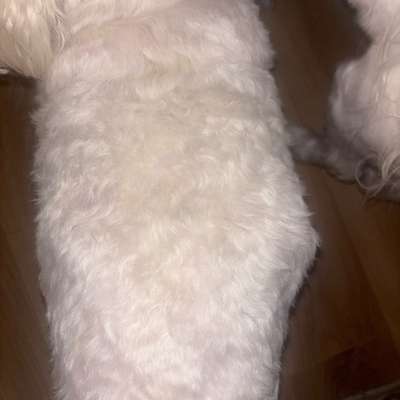 Mein Hund hat eine beulenartige Schwellung-post-image