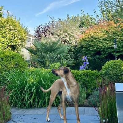 Hundetreffen-Spaziergänge & Spielen-Bild