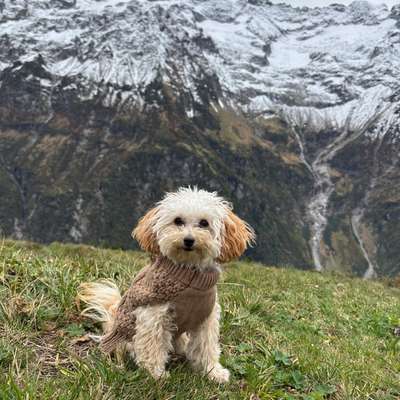 Hundetreffen-Suche einen Spielpartner bis 3 Kilo-Bild