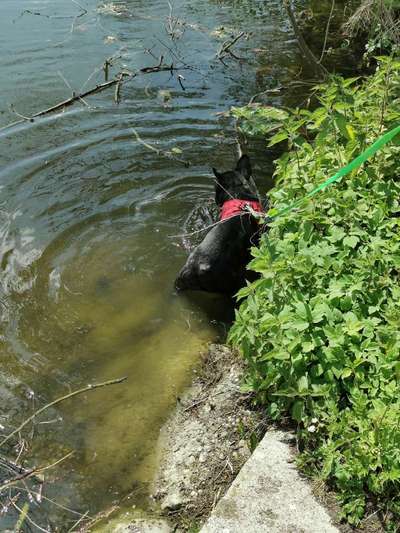 Dogorama-Monats-Challenge-Mai "Wasser"-Beitrag-Bild