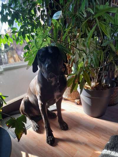 Zeigt her eure Kolosse!-Beitrag-Bild