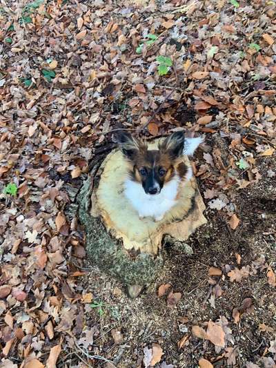 Fotochallenge No. 26                                     Wald und Wiese-Beitrag-Bild