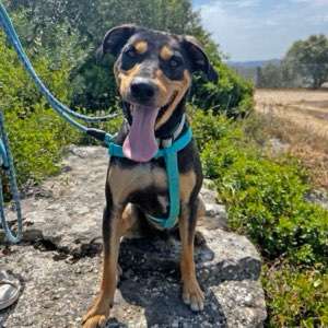 TierschutzhundeStammtisch🐕-Beitrag-Bild