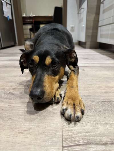 TierschutzhundeStammtisch🐕-Beitrag-Bild