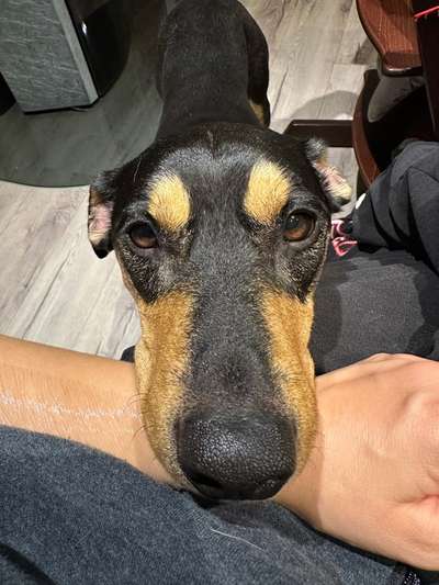 TierschutzhundeStammtisch🐕-Beitrag-Bild