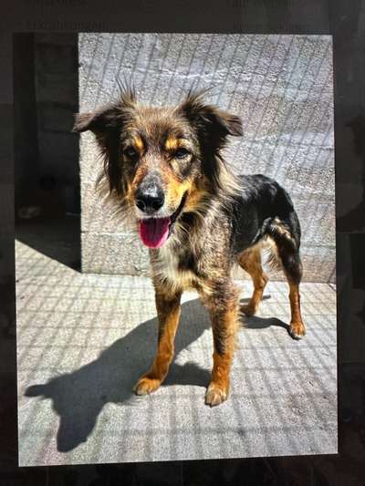 TierschutzhundeStammtisch🐕-Beitrag-Bild