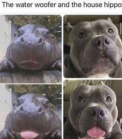 Hunde Memes-Beitrag-Bild