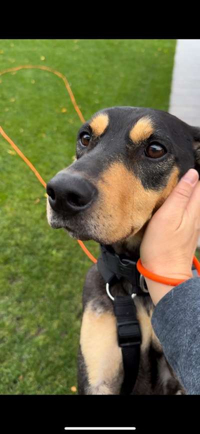 TierschutzhundeStammtisch🐕-Beitrag-Bild