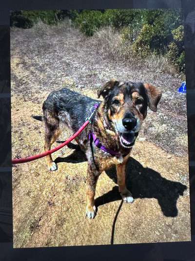 TierschutzhundeStammtisch🐕-Beitrag-Bild