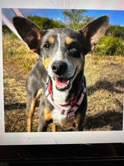 TierschutzhundeStammtisch🐕-Beitrag-Bild