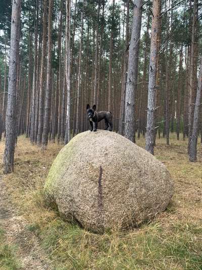 Wald Bild-Beitrag-Bild